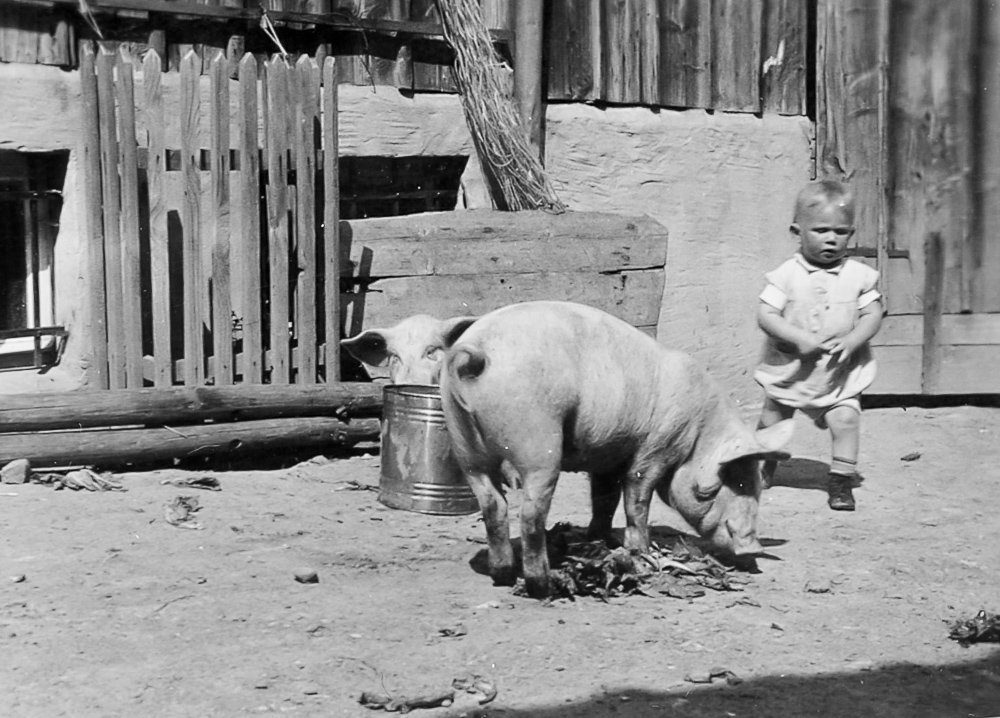Tierwohl 1947 Wer spielt mit dem Schwein?