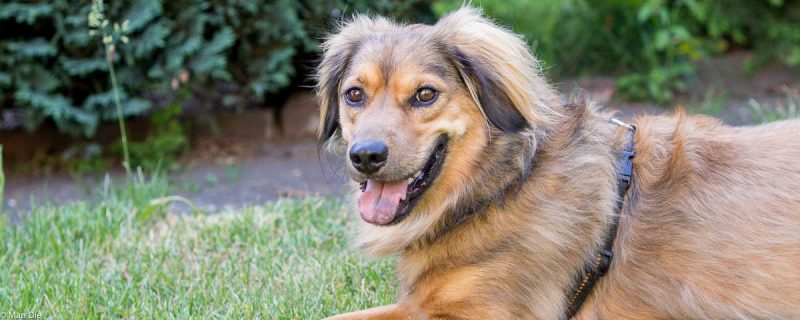 Schweden mit Hund eine Vereinfachung bei der Einreise