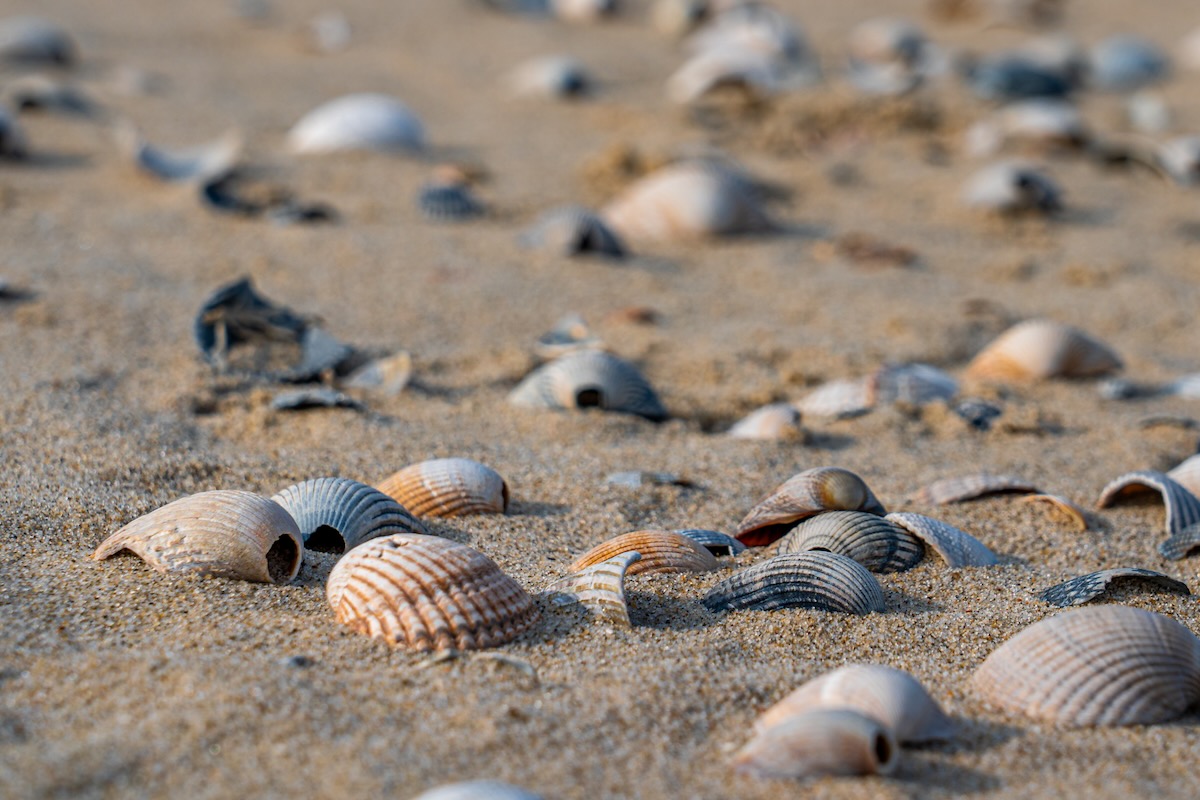 Texel Muscheln am Strand