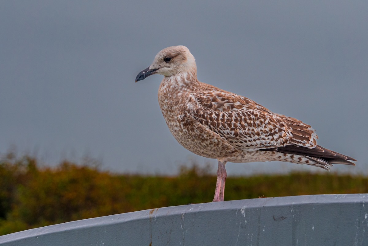 Vögel auf Texel
