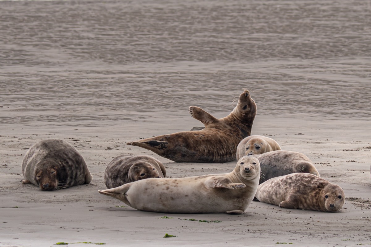 Fahrt zu den Seehunden Texel
