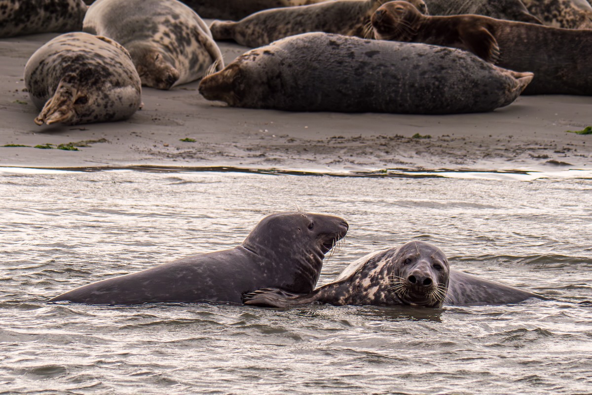 Fahrt zu den Seehunden Texel