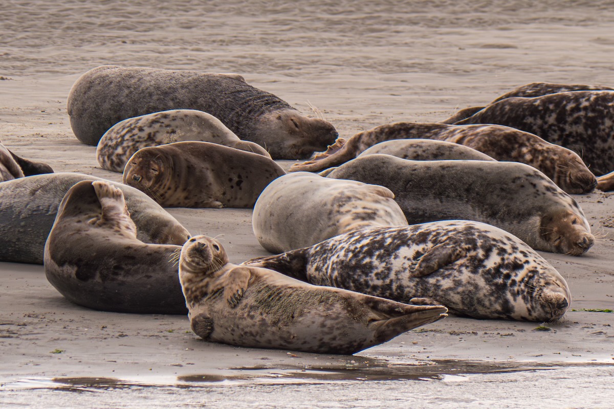 Fahrt zu den Seehunden Texel