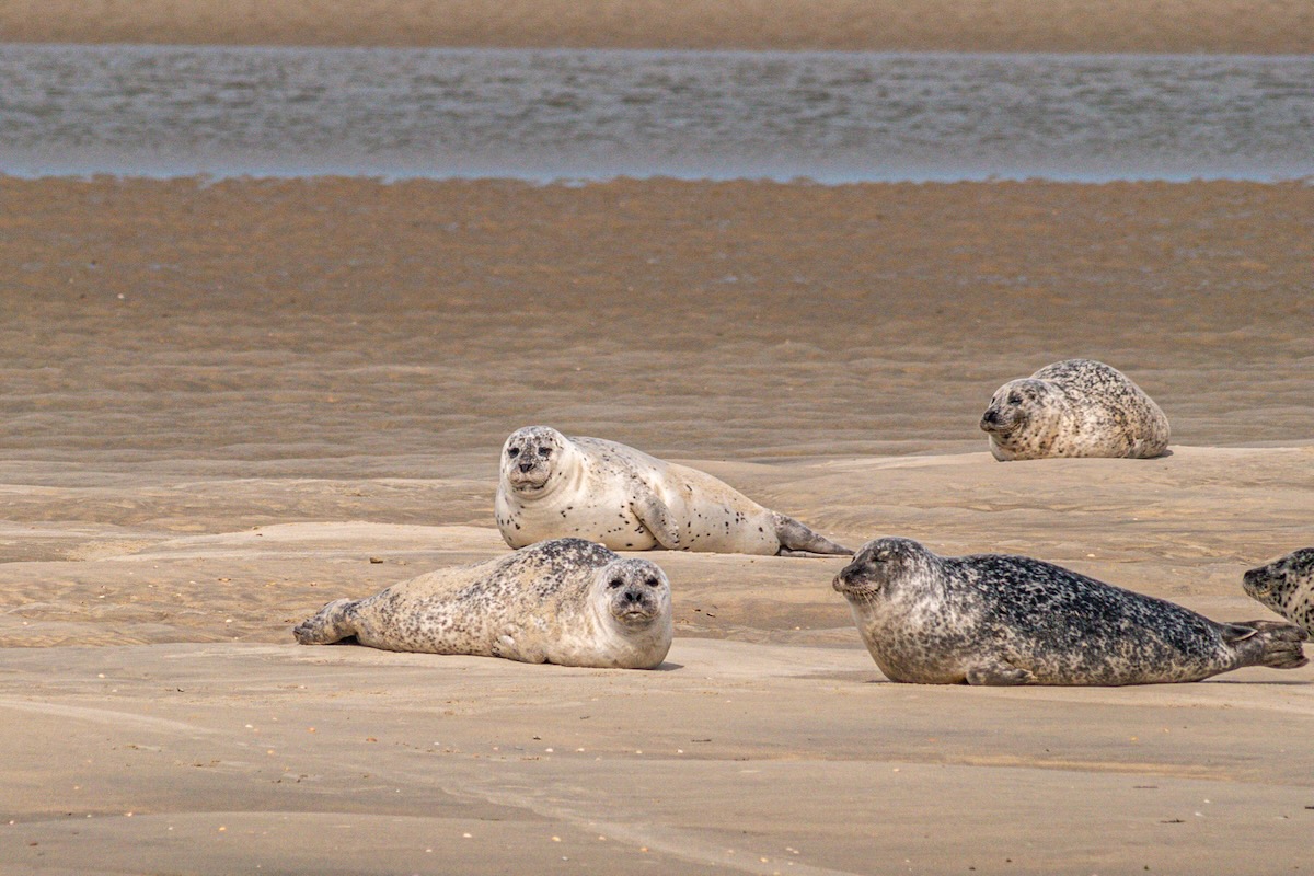 Fahrt zu den Seehunden Texel