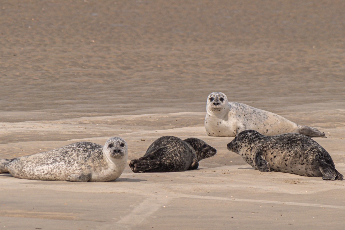 Fahrt zu den Seehunden Texel