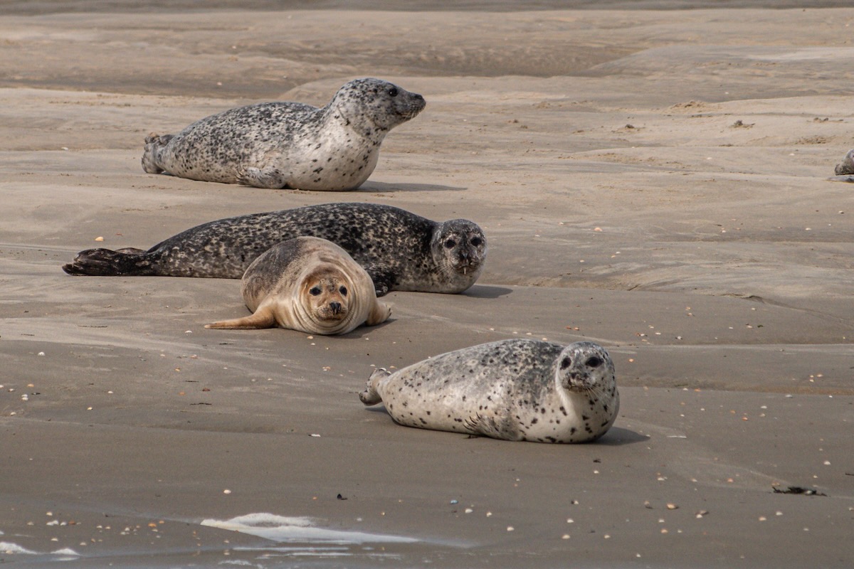 Fahrt zu den Seehunden Texel