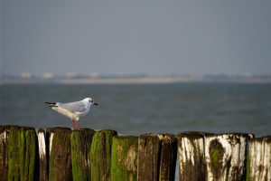 Am Strand von Breskens