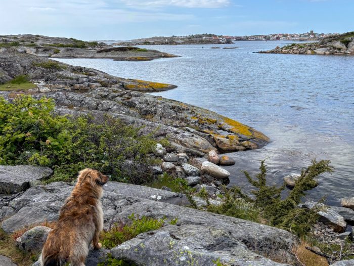 Blick zur Nachbarinsel, auch für Hunde spannend